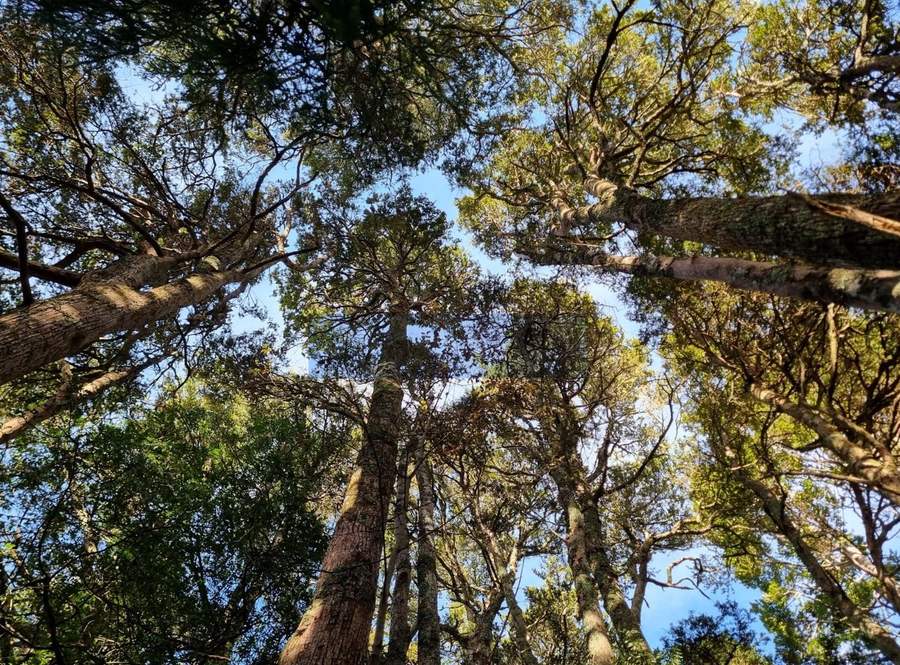 Canopy of native bush